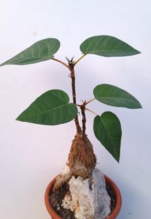 Ficus palmeri